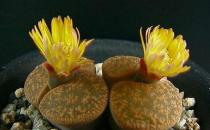 生石花的養(yǎng)殖方法-生石花是什么？