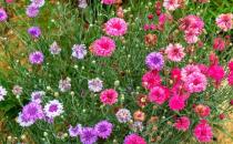 矢車菊的簡介-矢車菊怎么種植？