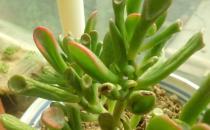 筒葉花月是什么？筒葉花月的養(yǎng)護方法