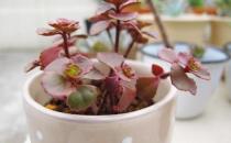 小球玫瑰是什么？小球玫瑰的養殖方法