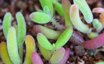 枝干番杏的簡介-枝干番杏的養(yǎng)殖方法