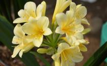 君子蘭如何養護？君子蘭的介紹