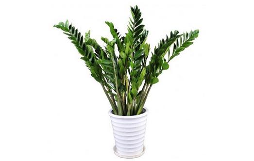 金錢(qián)樹(shù)的介紹-金錢(qián)樹(shù)怎么養(yǎng)護(hù)?