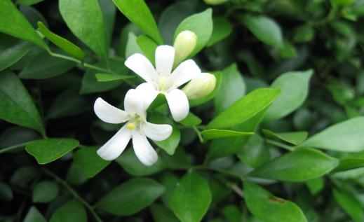 九里香是什么?九里香對家居環(huán)境的影響