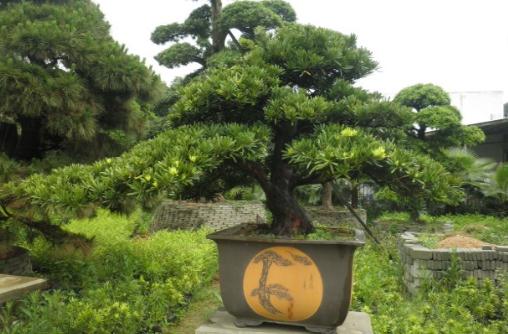 羅漢松是什么？羅漢松怎么養護？