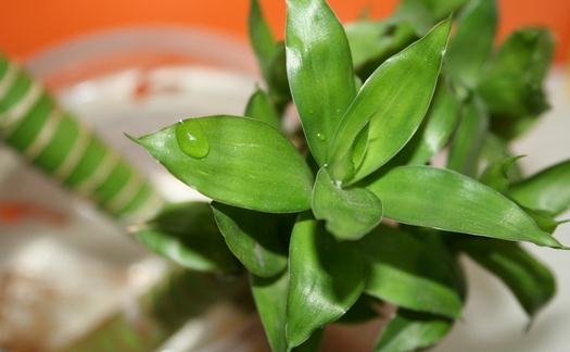 富貴竹的寓意-富貴竹怎么養殖?