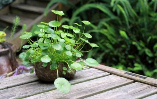 銅錢草是什么？銅錢草對家居環(huán)境的影響