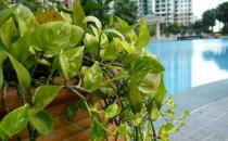 黃金葛的基本介紹-黃金葛的養殖技巧