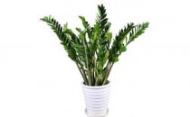 金錢樹的介紹-金錢樹怎么養護？