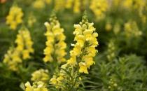 金魚草是什么？金魚草的養殖方法