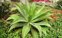 龍舌蘭的介紹-龍舌蘭對家居環境的影響