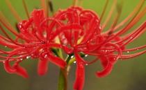 曼陀羅花的特征-曼陀羅怎么栽種？