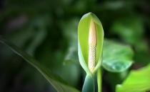 滴水觀音是什么？滴水觀音怎么養(yǎng)護(hù)？