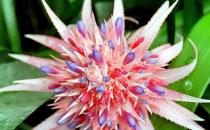 粉菠蘿怎么養(yǎng)？粉菠蘿是怎樣的？