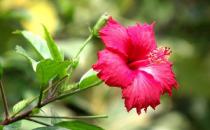 扶桑是怎樣的？扶桑如何養護？