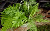 富貴蕨是什么？富貴蕨的養(yǎng)護(hù)方法