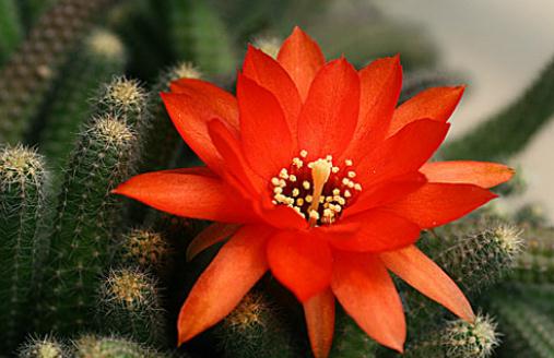 仙人指如何種植?仙人指的簡介