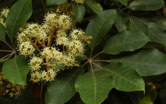 鴨腳木是怎樣的?鴨腳木的花語