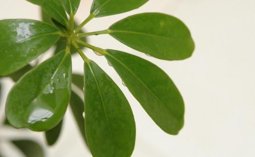 搖錢樹的養(yǎng)殖方法-搖錢樹的特征