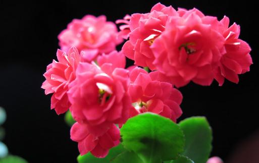 長壽花是什么?長壽花對家居環境的影響