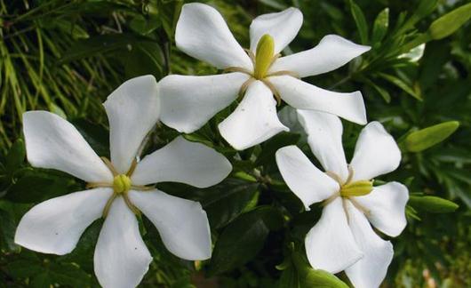 梔子花是什么?梔子花的養(yǎng)護(hù)方法