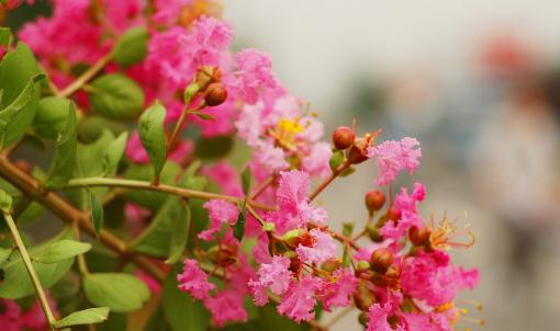 紫薇的介紹-紫薇對(duì)家居環(huán)境的影響