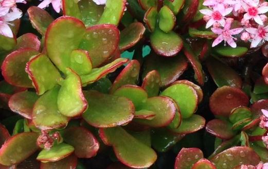 翡翠木怎么養(yǎng)殖？翡翠木有什么特征？