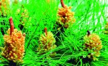 馬尾松的養殖方法-馬尾松是什么？