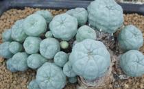 烏羽玉怎么種植？烏羽玉的簡介