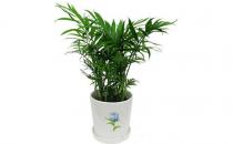 袖珍椰子如何養殖？袖珍椰子是什么？