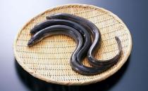 鰻魚(yú)的營(yíng)養(yǎng)價(jià)值功效 如何健康食用鰻魚(yú)？