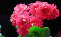 長壽花是什么？長壽花對家居環(huán)境的影響