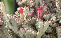 春峰怎么養(yǎng)殖？春峰是什么？