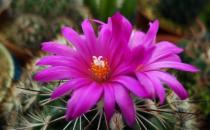 紅梅殿是什么？紅梅殿的養殖方法