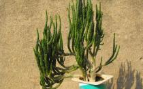 姬珊瑚怎么養(yǎng)殖？姬珊瑚的簡介