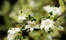 六月雪的養(yǎng)殖方法-六月雪是什么？