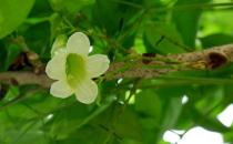 綠寶的養(yǎng)殖方法及注意事項-綠寶是什么？