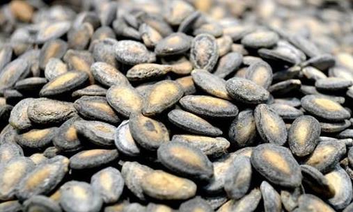 嗑西瓜籽可防老癡 各種瓜子的營養(yǎng)價值