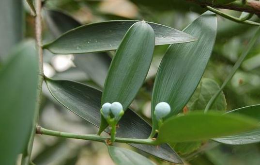 竹柏的養(yǎng)殖方法-竹柏在家居中的作用