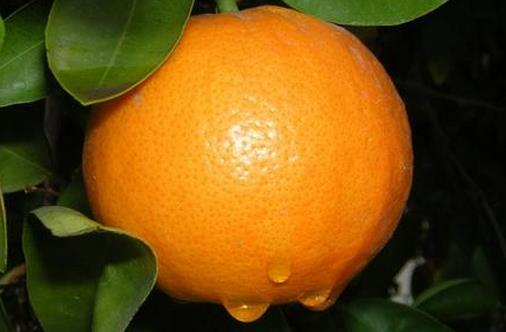 吃什么能快速降血壓?降低血壓的四種水果推薦