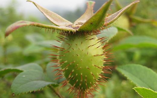 金櫻子的功效與作用 高血壓能吃金櫻子嗎?