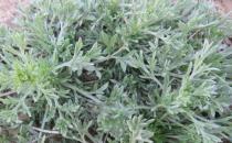 茵陳泡水喝的功效