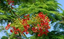 蘇木板材的優缺點-蘇木的清潔保養方法