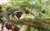 杉木的清潔保養方法-杉木板材的優缺點