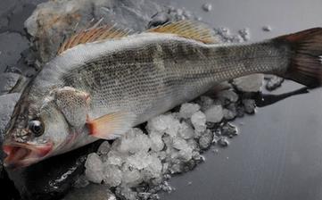 鱸魚_鱸魚的營養價值,營養成分,功效與作用,清蒸鱸魚的做法大全 鱸魚_鱸魚的營養價值,營養成分,功效與作用,清蒸鱸魚的做法大全