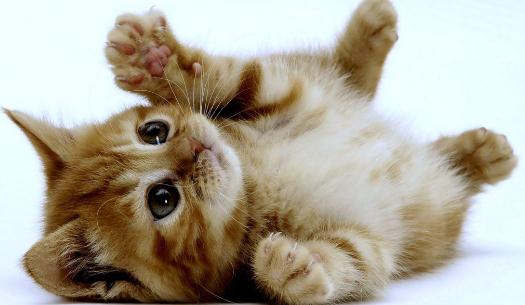 家中有萌寵:家里貓毛怎么處理?