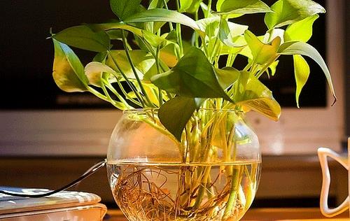 白領保健 辦公室放些植物里多