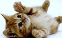 家中有萌寵：家里貓毛怎么處理？