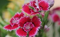 電腦一族必知：辦公室適宜養哪些植物