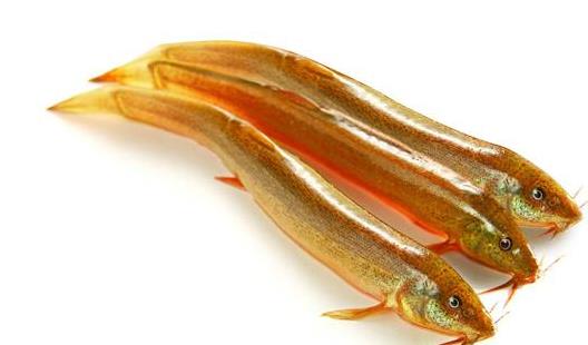 男性陽痿的食療偏方推薦